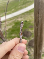 Quercus × warei
