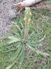 Verbascum thapsus