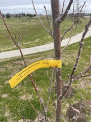 Quercus × warei