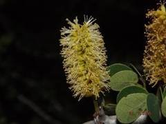 Microlobius foetidus