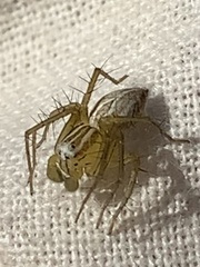 Oxyopes salticus