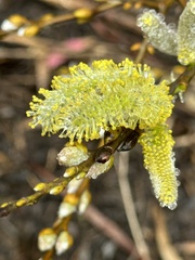 Salix lasiolepis