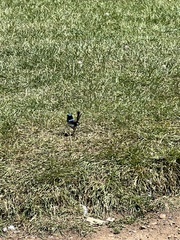 Malurus cyaneus cyaneus