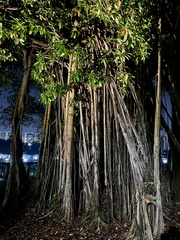 Ficus elastica
