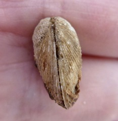 Cumingia californica