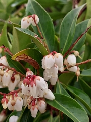Pieris japonica taiwanensis