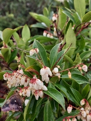 Pieris japonica taiwanensis