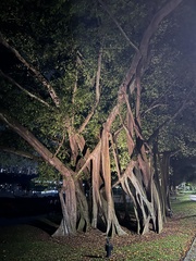 Ficus elastica