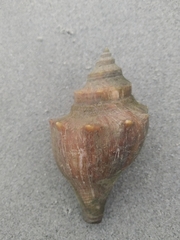 Melongenidae