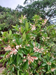 Pieris japonica taiwanensis