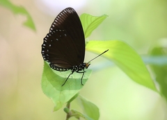Euripus nyctelius