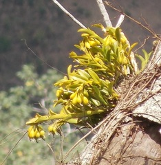 Epidendrum difforme