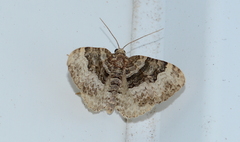 Xanthorhoe lacustrata