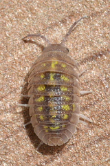 Armadillidium granulatum