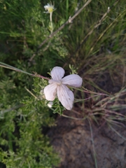 Clematis villosa