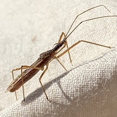Zelus cervicalis