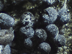 Physarum didermoides