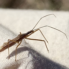 Zelus cervicalis