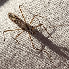 Zelus cervicalis
