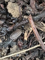 Porcellio dilatatus