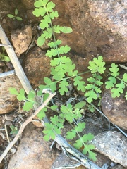 Hydrophylloideae