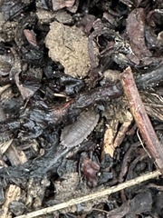 Porcellio dilatatus