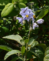 Solanum bonariense