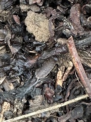 Porcellio dilatatus