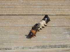 Harrisimemna trisignata