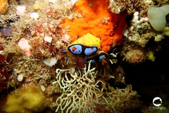 Chromodoris westraliensis