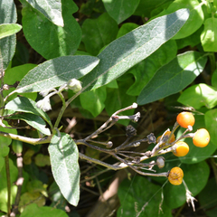 Solanum bonariense