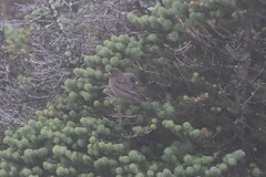Leucosticte tephrocotis