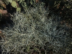 Ephedra aspera