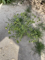 Emmenanthe penduliflora penduliflora