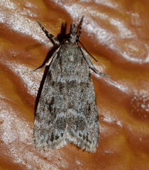 Scoparia basalis
