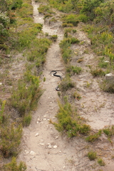 Pseudonaja affinis affinis