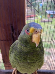 Amazona xantholora