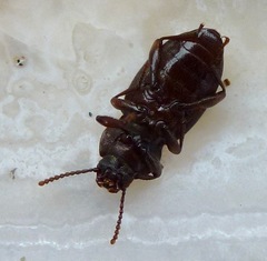 Epantius obscurus