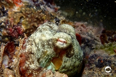 Octopus djinda