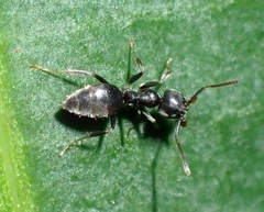 Technomyrmex albipes