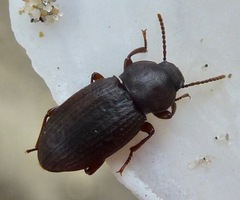 Epantius obscurus