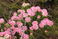 Pimelea ferruginea