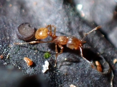 Wasmannia auropunctata