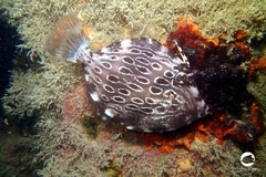 Eubalichthys mosaicus