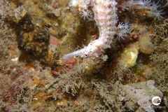 Hippocampus subelongatus