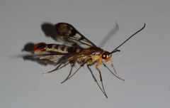 Synanthedon acerni