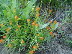Castilleja hispida hispida