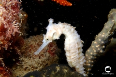 Hippocampus subelongatus