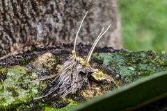 Akanthomyces tuberculatus