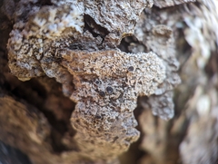 Physcia millegrana